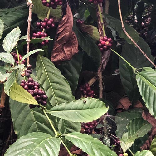 coffee-beans