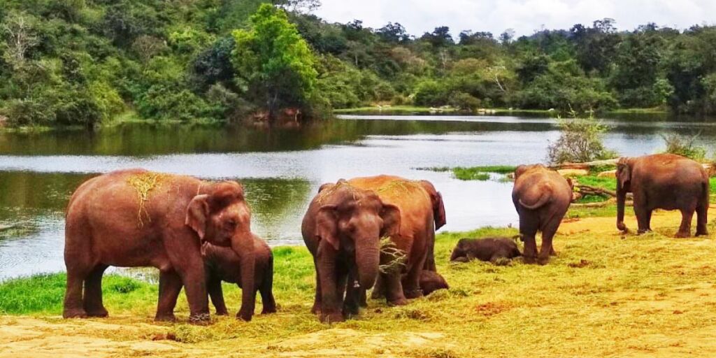 elephant--1024x512