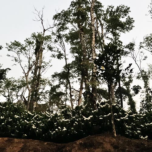 malnad-coffee-planter